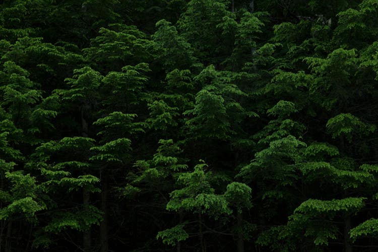 https://arborydigital.com/wp-content/uploads/2024/10/Wall-of-Pine-Trees.jpg